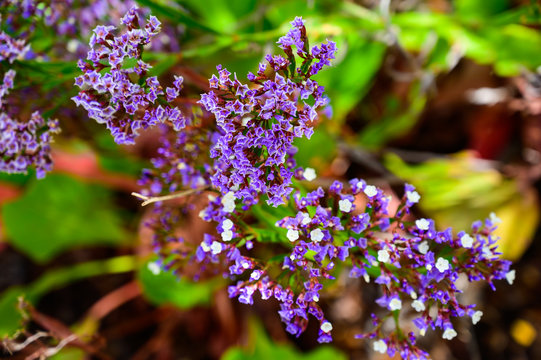Limonium Arborescens auf La Palma