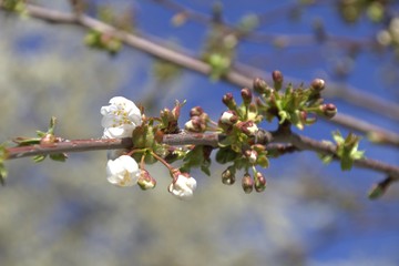 Blühender Ast im Frühling
