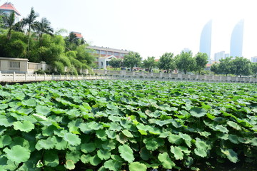 Fototapeta na wymiar Beautiful Lotus in Lotus Pond