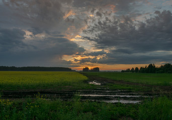 Fototapeta premium summer field sunset