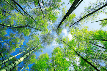 Fototapety  natural background bottom view of the crowns and the tops of birch trees stretch to the blue clear sky with bright green young leaves in the spring park