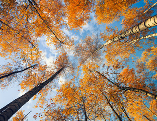 natural background bottom view of the crowns and tops of birch trees with bright yellow and orange...