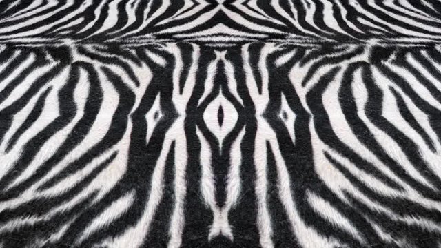 Black and white zebra pattern animation