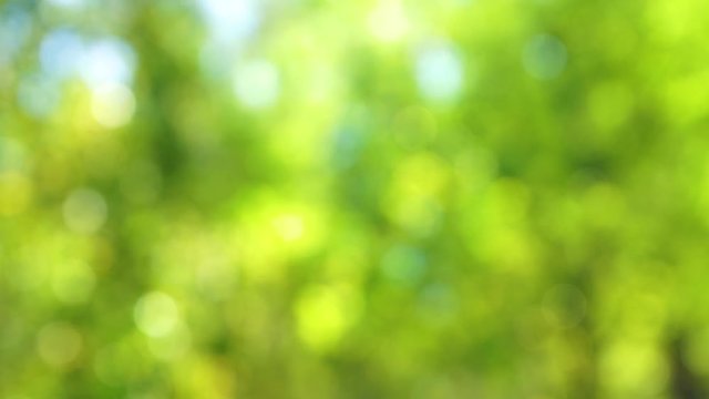 Blurry green nature bokeh background. Out of focus fresh foliage of trees isolated on blue sky. Real time full hd video footage.
