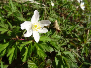 Makro einer weissen Blume