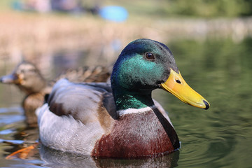 wild ducks swim in the river