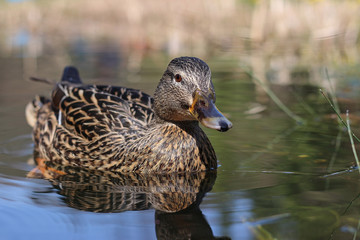 wild ducks swim in the river