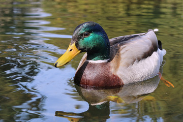 wild ducks swim in the river