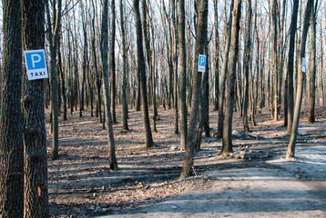 Taxi rank sign in the forest