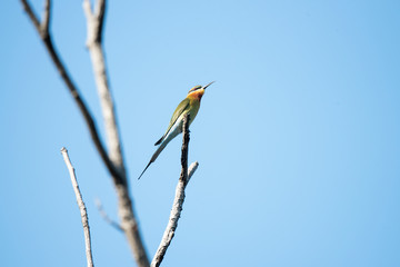 Blue - tailed bee - eater
