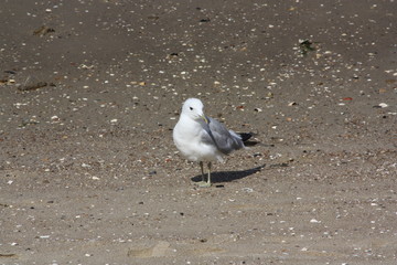 Möwe Vogel