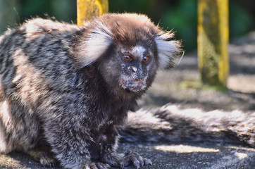Old Marmoset Macro in Brazil