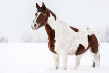 Obraz premium Brown and white horse standing in winter, her face covered with snow from playing on the ground, overcast sky and trees background.