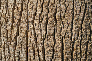 Wooden Texture Background