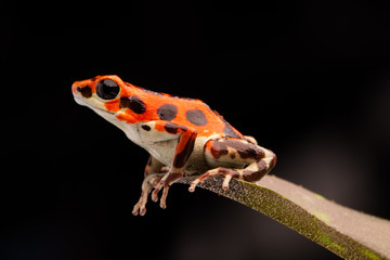 red tropical poison dart frog, OOphaga pumilio from Bocas del Toro, Panama
