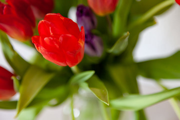 A bouquet of tulips close-up view of red and purple with green leaves on a white background. Large flower buds.
