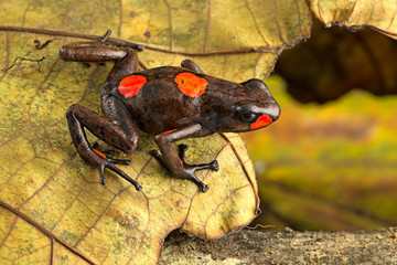 bullseye harlequin poison dart frog, Oophaga histrionica a red spotted dartfrog, from the rain forest of Colombia. Poisonous jungle animal.