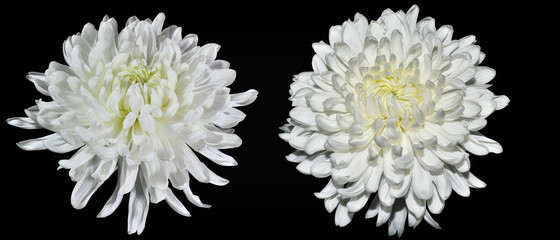 Two white chrysanthemum flowers close up, on black background isolated - obrazy, fototapety, plakaty