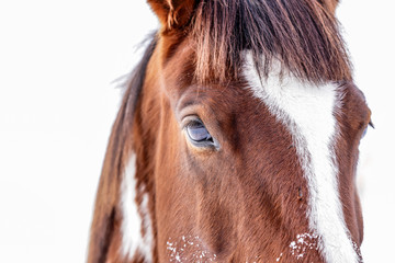 Close up of brown and white horse head, detail on eye, isolated on white background.