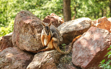 Yellow footed rock wallaby kangaroo ( Petrogale xanthopus ) sitting on red rocks sun lit trees in background