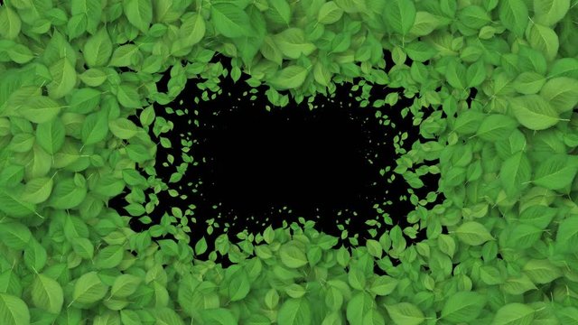 Beautiful Growing Green Leaves Covering the Screen. Growing Foliage Animation with Alpha Matte. Useful for Transitions. Spring Nature and New Life Concept. 4k Ultra HD 3840x2160