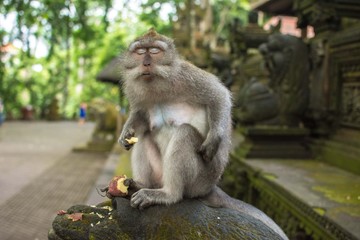 Monkey Ubud