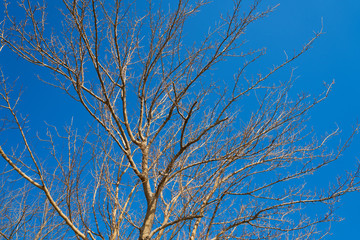 Tree and Sky Background