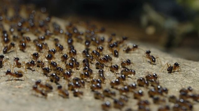 Macro shoot of a group of termites walking on the ground in the jungle.