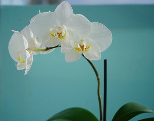 white orchid 