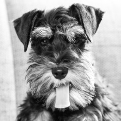 Black and white portrait picture of young miniature schnauzer dog looking at camera