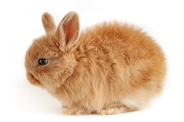 The little red rabbit sits at isolated white background