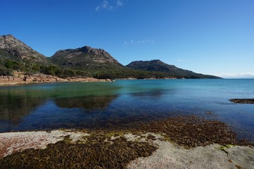 Seaweed and sponge in sea