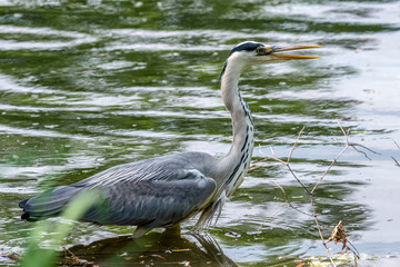 Ein Graureiher im Teich  (Ardea cinerea)