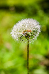 Dandelion