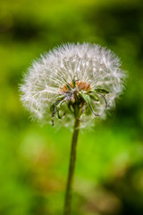 Dandelion