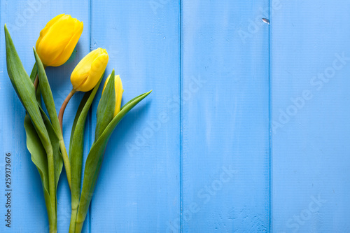 Spring tulip on blue wooden background. Easter card.