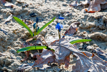 First spring flowers blubells among last year fallen leaves
