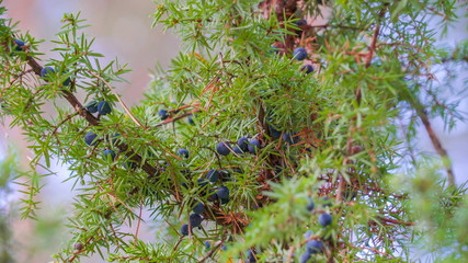 12736_A_plant_with_the_blue_berry_like_bearing_fruit.jpg