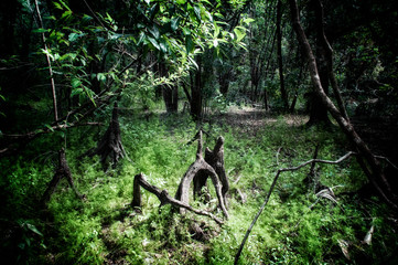 dry wetland area with dead bald cypress knees in dense forest in florida during springtime in the morning, stylized and desaturated.