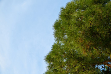 Obraz premium Tree and Sky Background