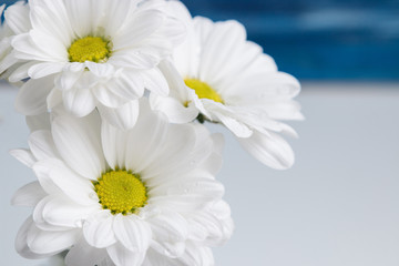 White chrysanthemums on a blue background. Free space for text. Holiday gift. Flowers.
