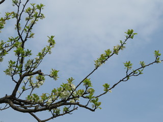 Obstbaum Pflaume blühend Ast