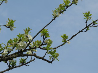 Obstbaum Pflaume blühend Ast
