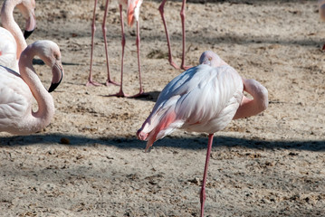 Flamingos stand on sand