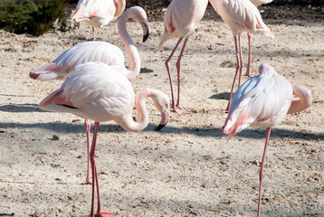 Flamingos stand on sand