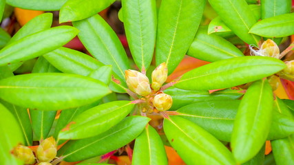 Obraz premium 12939_The_rhodondendron_plant_on_the_garden.jpg