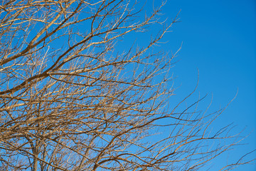 Tree and Sky Background