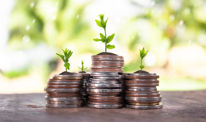Financial planning, Money growth concept. Coins with young plant on table with backdrop blurred of nature