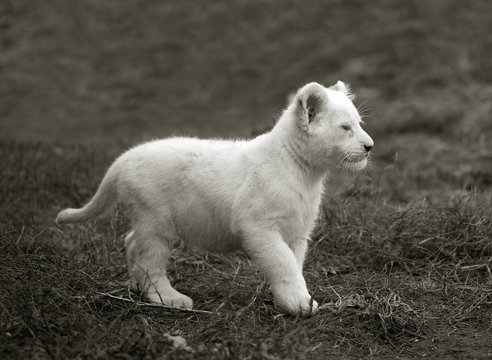 black and white photo of a cute lion cub in nature
