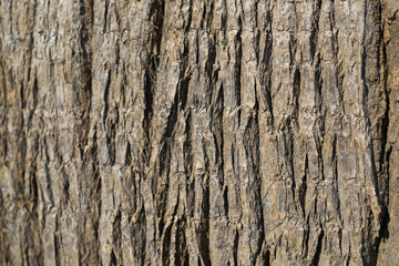 Obraz premium Wooden Texture Background